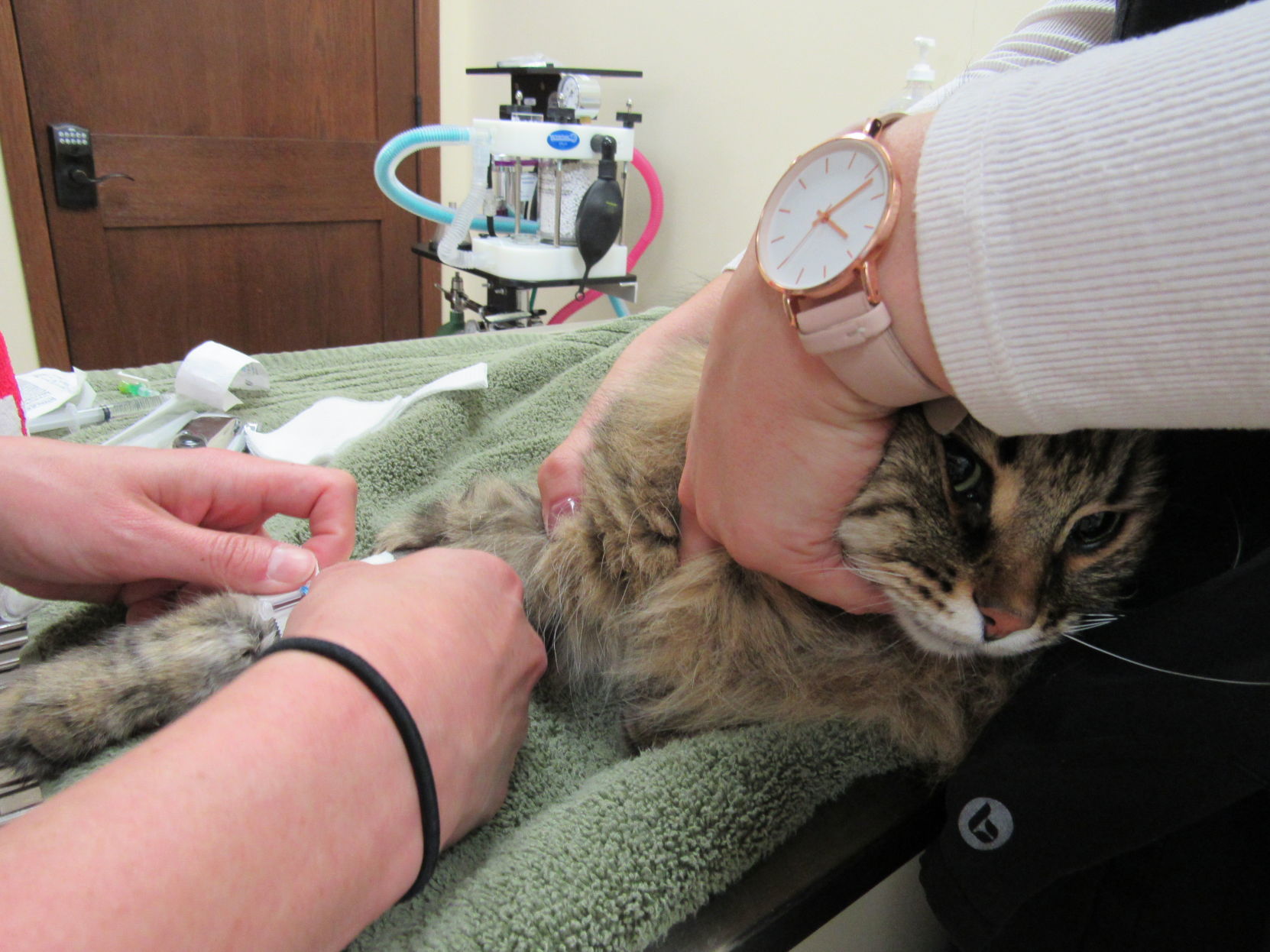 Lakeview Veterinary Clinic Cat Annex